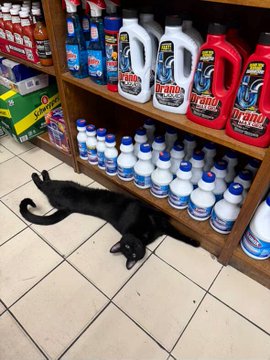 Real bodega cat from NYC
